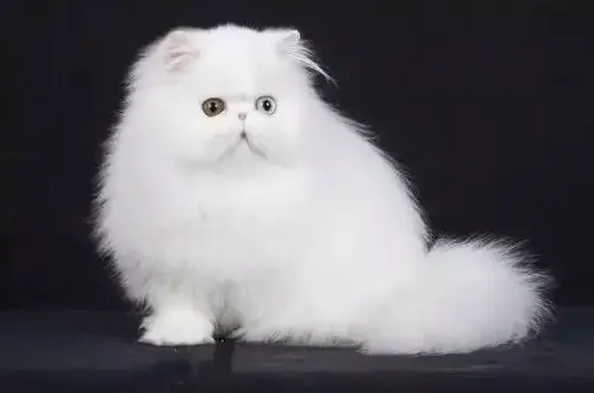 為什么波斯貓兩個眼睛顏色不一樣？答案其實很簡單！