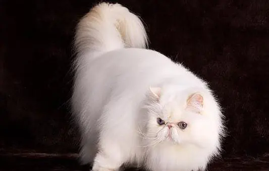 為什么波斯貓兩個眼睛顏色不一樣？答案其實很簡單！