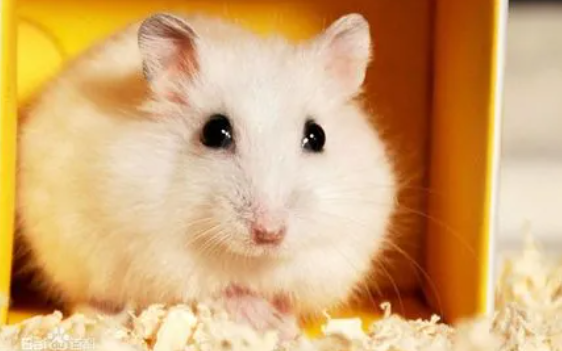 兩只公倉(cāng)鼠能放在一個(gè)籠子里嗎？說(shuō)了你別不信