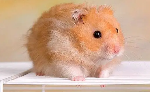 兩只公倉(cāng)鼠能放在一個(gè)籠子里嗎？說(shuō)了你別不信