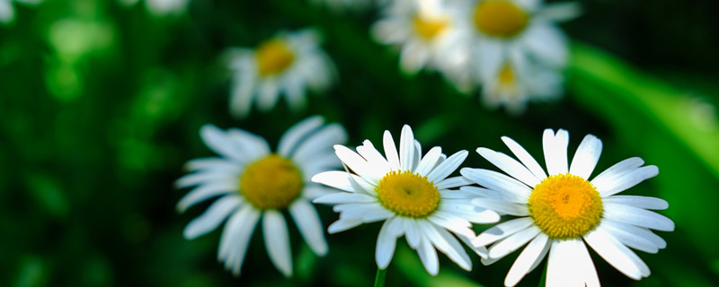 大濱菊寓意，開花后如何管理
