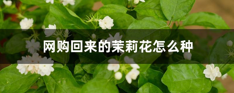 網(wǎng)購回來的茉莉花怎么種