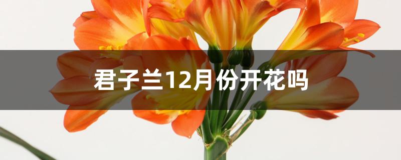 君子蘭12月份開花嗎