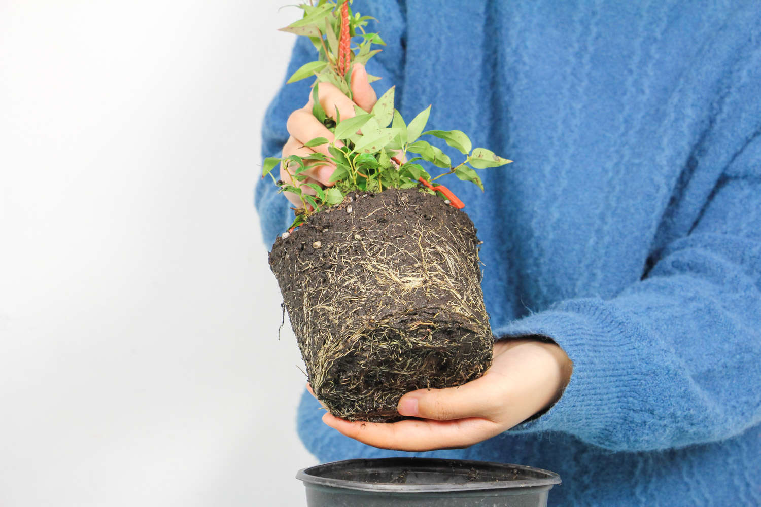 法國(guó)香水盆栽花