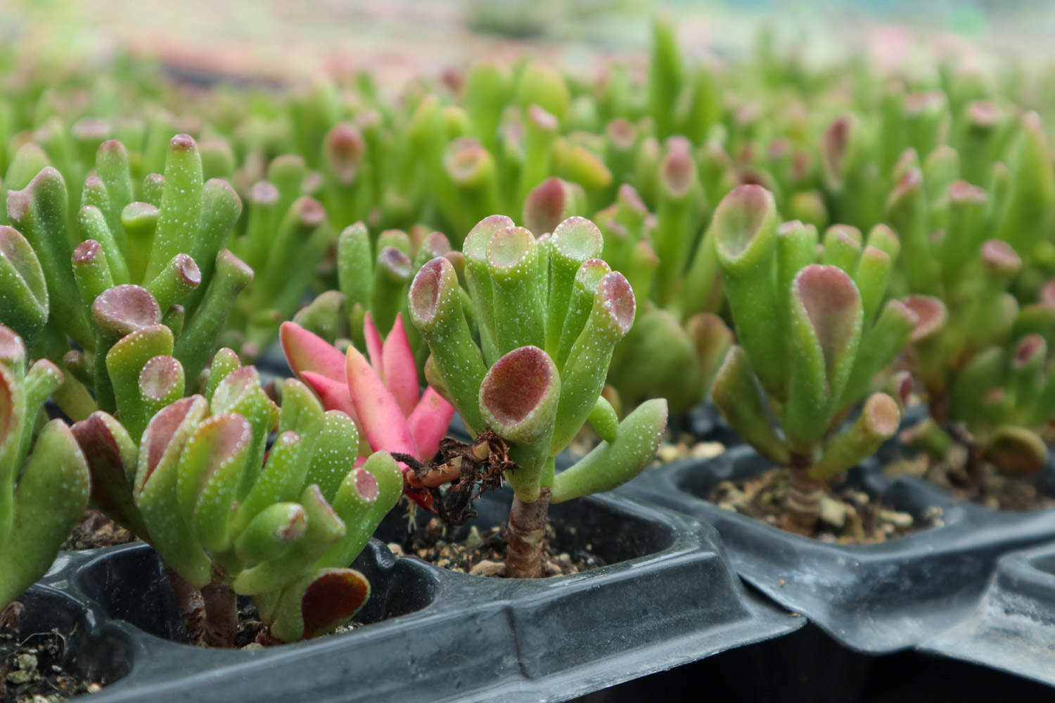 吸財(cái)樹(shù)