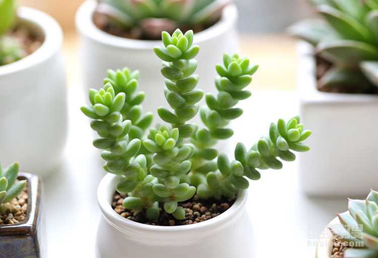 佛珠多肉養(yǎng)護(hù)全攻略：輕松培育你的綠色小寵物