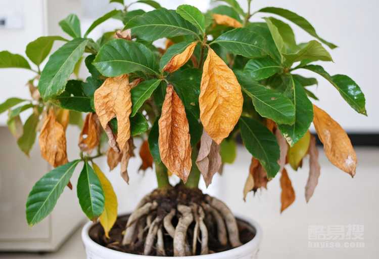 發(fā)財(cái)樹(shù)的葉子發(fā)黃干枯掉落什么原因？如何補(bǔ)救？