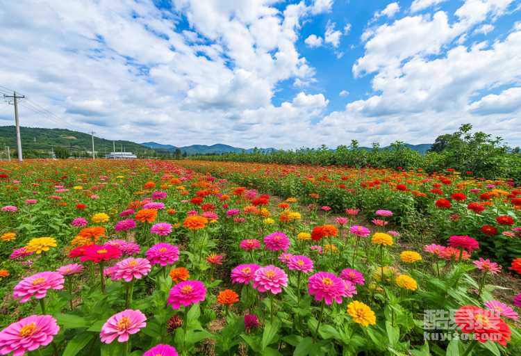 潢川縣花卉苗木產(chǎn)業(yè)有得天獨厚優(yōu)勢