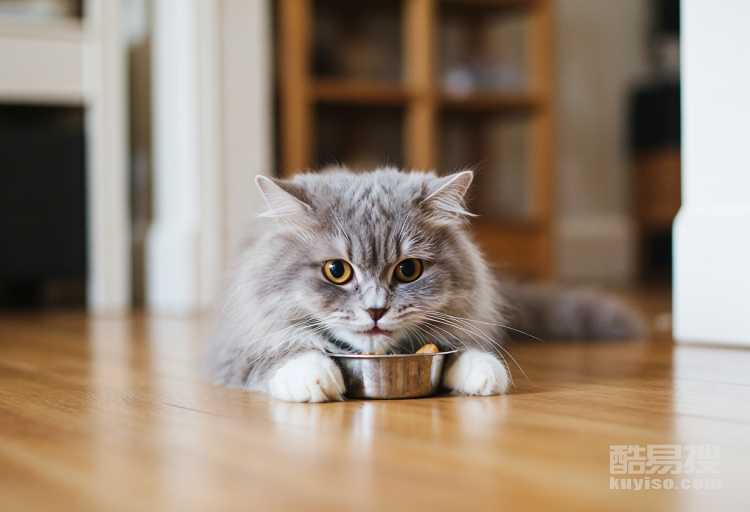 貓咪除了貓糧還可以吃什么